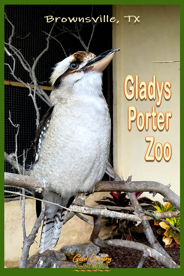 kookaburra with text overlay: Brownsville, TX Gladys Porter Zoo