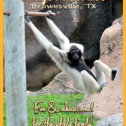 Gladys Porter Zoo title graphic v5