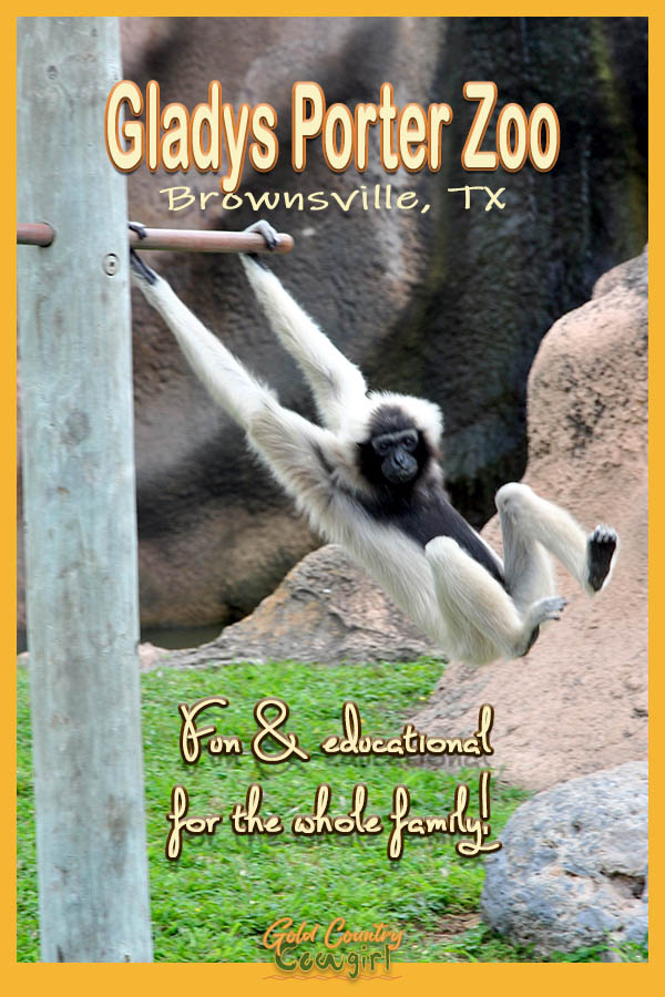 pileated gibbon with text overlay: Gladys Porter Zoo Brownsville, TX Fun & educational for the whole family!
