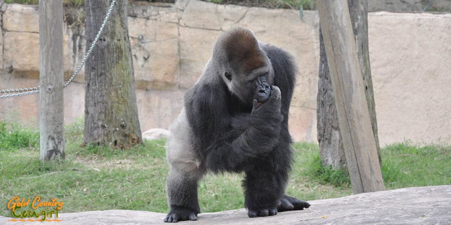 Lowland gorilla