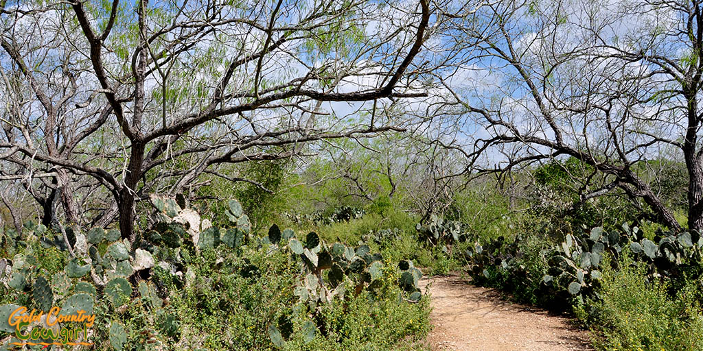 Prickly pear cactus in Hugh Ramsey Nature Park Harlingen TX
