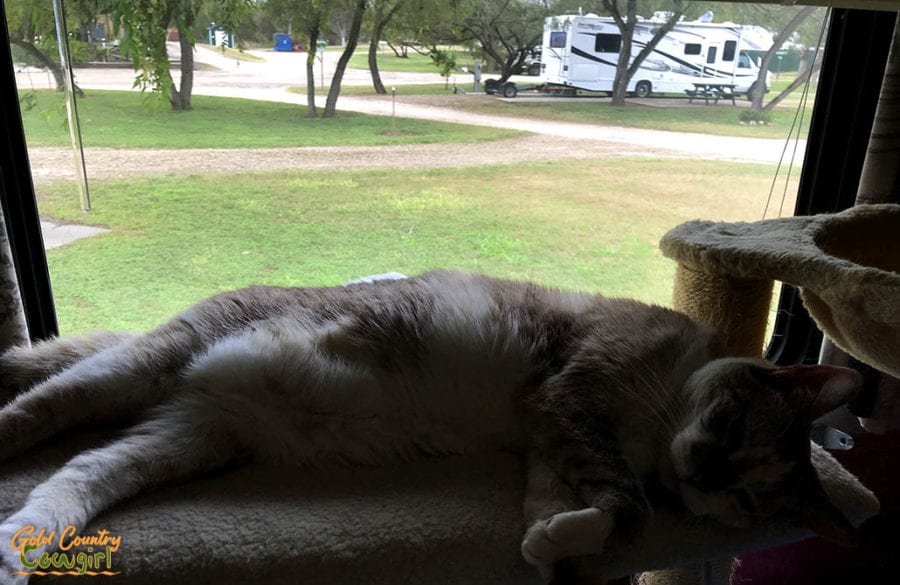 cat laying in window at Wildnerness Lakes RV Resort