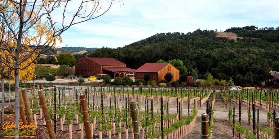 Halter Ranch vineyards