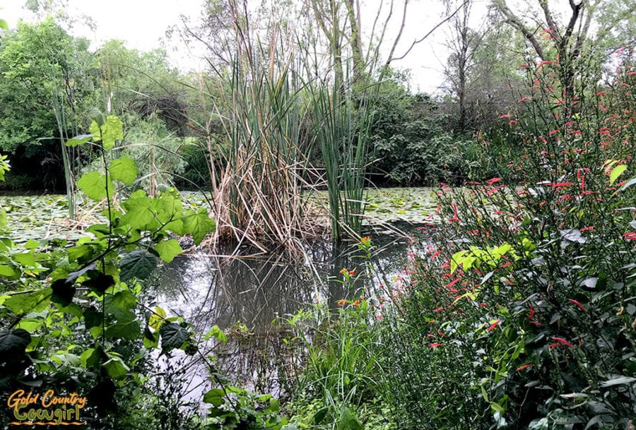 Ruby Pond at Quinta Mazatlan