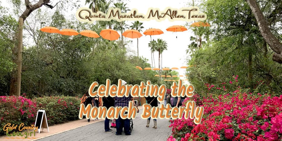 orange umbrellas and bougainvillea decorate entryway for Quinta Mazatlan monarch butterfly celebration