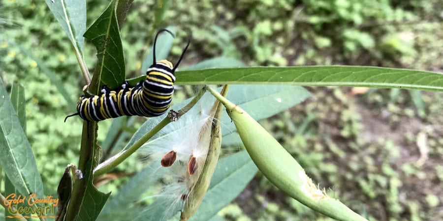 caterpillar on leaf