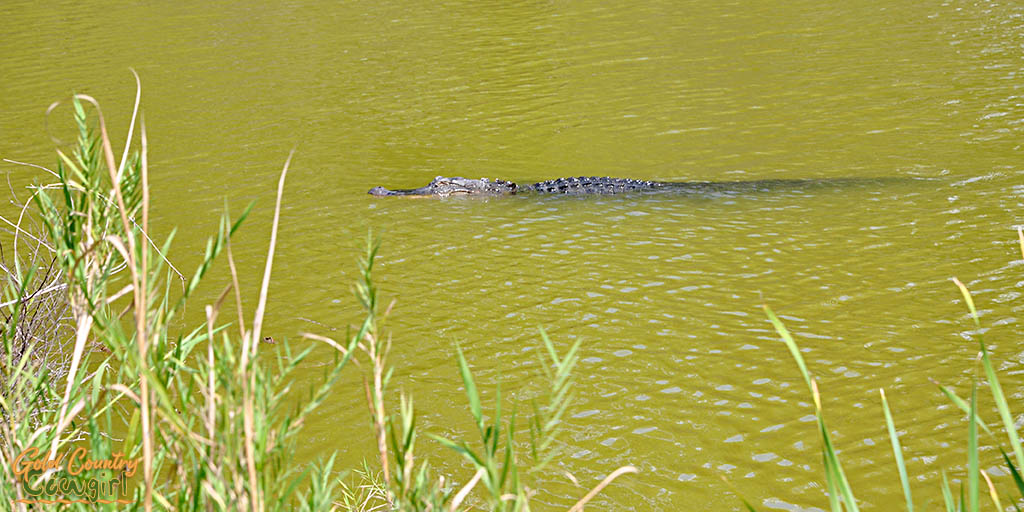 American alligator swimming in Alligator Pong