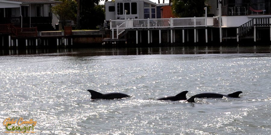 Dolphins in Laguna Madre