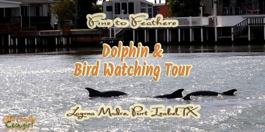 photo of dolphins with text overlay: Fins to Feathers Dolphin and Bird Watching Tour Laguna Madre, Port Isabel, TX