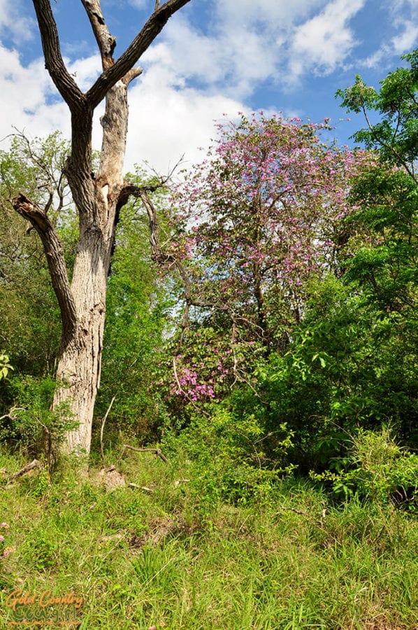 Flowering tree in forest