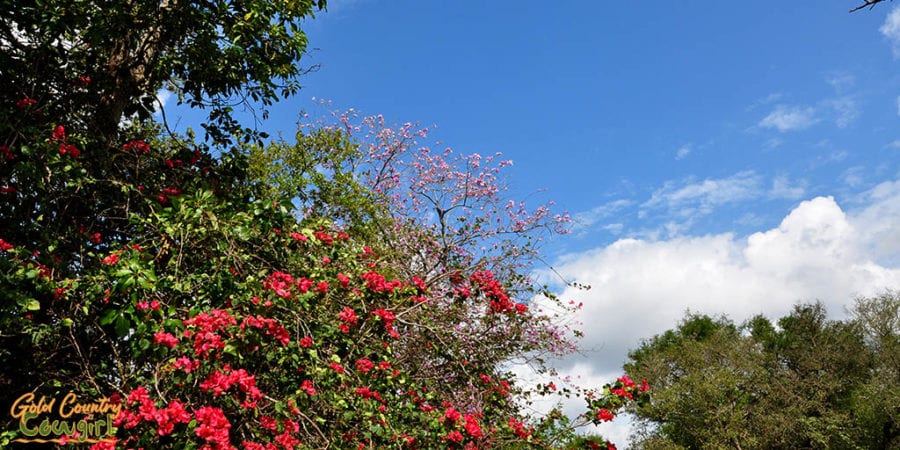 Flowers against blue sky