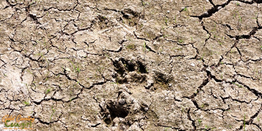 Mammal footprints in the dried mud