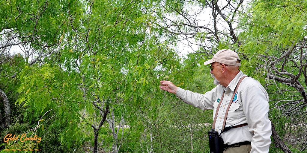 Guide talking about honey mesquite tree