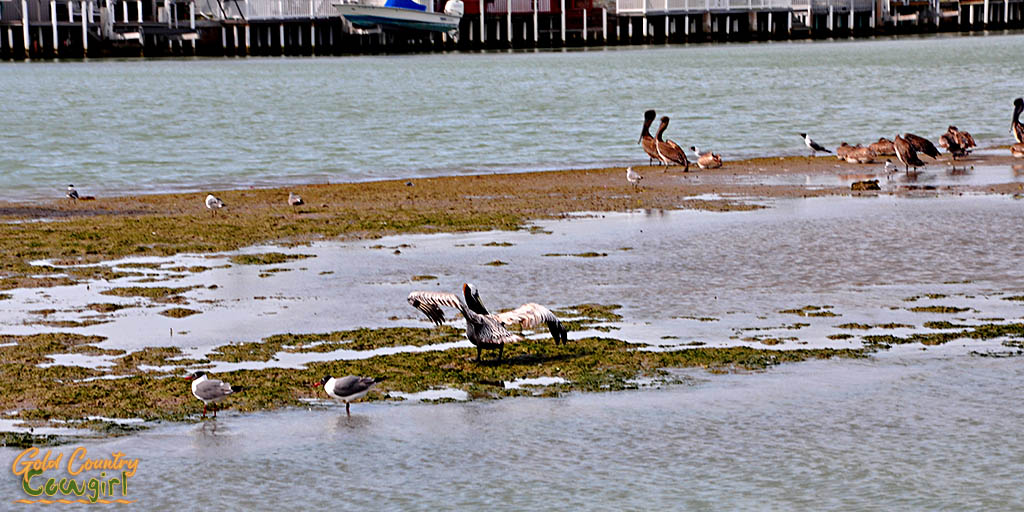 Pelicans on sandbar