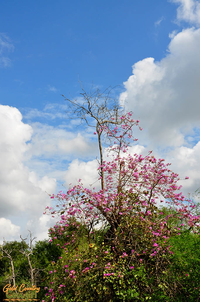 Pink flowering tree against blue sky and clouds
