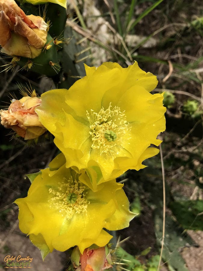 Prickly pear cactus yellow flowers