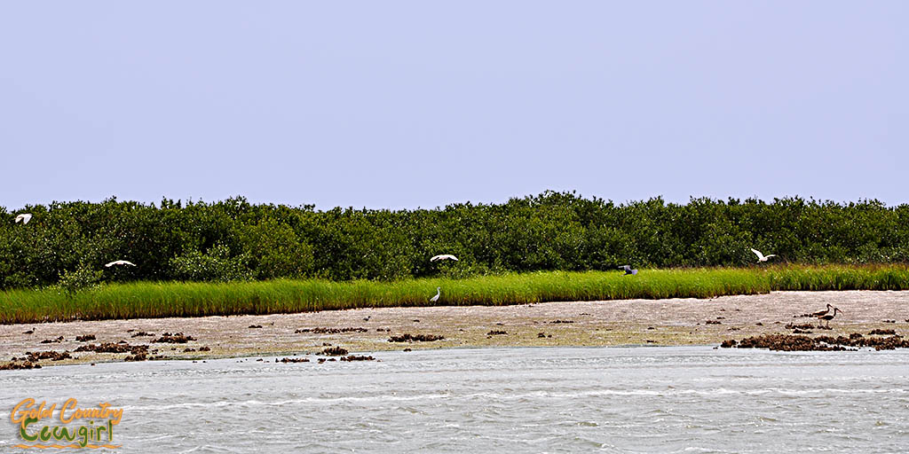 Spoonbills and egrets in flight