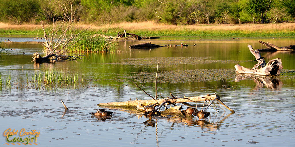 ducks on Ibis Pond