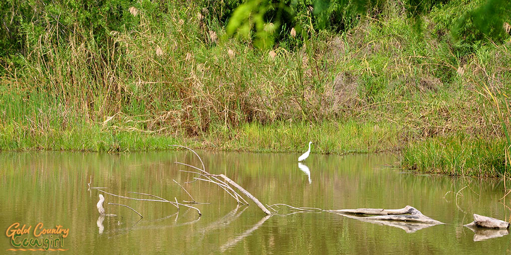 egret in grebe marsh