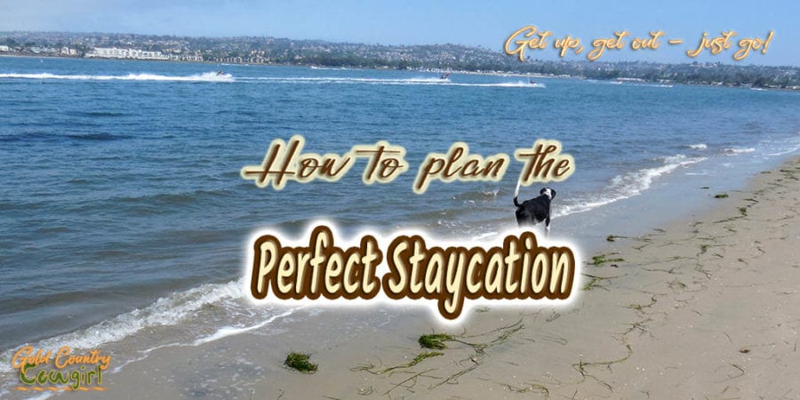 dog walking on the beach with text overlay: How to plan the perfect staycation