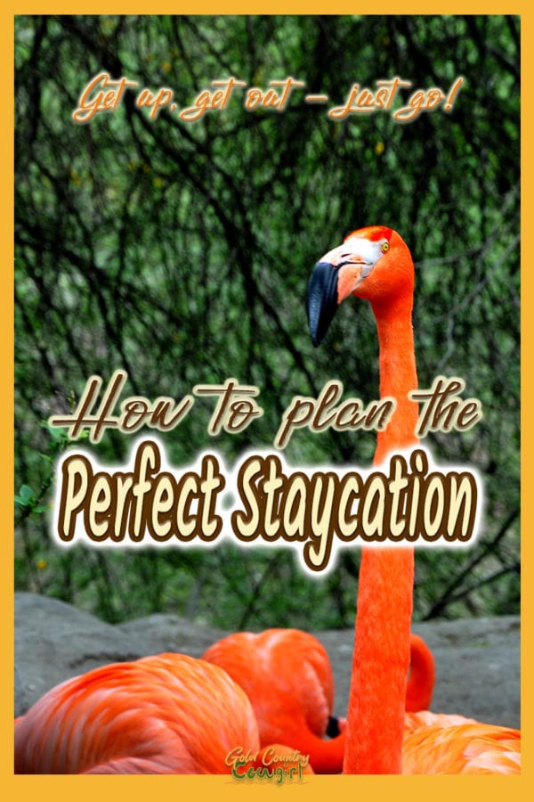 Flamingo with text overlay: Get up, get out - just go! How to plan the perfect staycation.