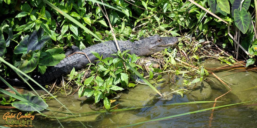 alligator laying on bank of pond