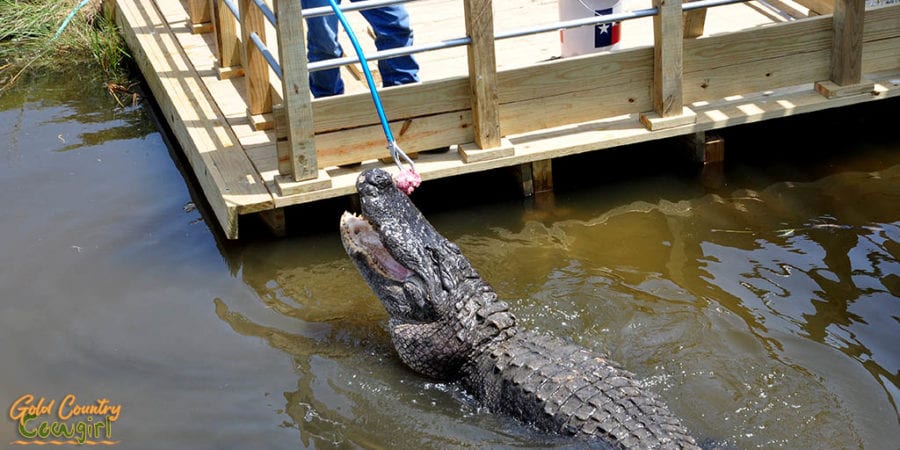 Big Padre being fed - the only adult of the 51 alligators brought to South Padre Island Birding, Nature Center and Alligator Sanctuary