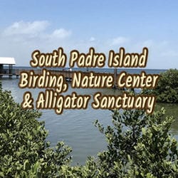 Alligators Find a New Home at South Padre Island Birding and Nature Center