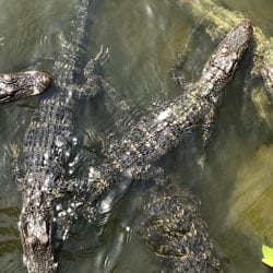 Juvenile alligators waiting for food