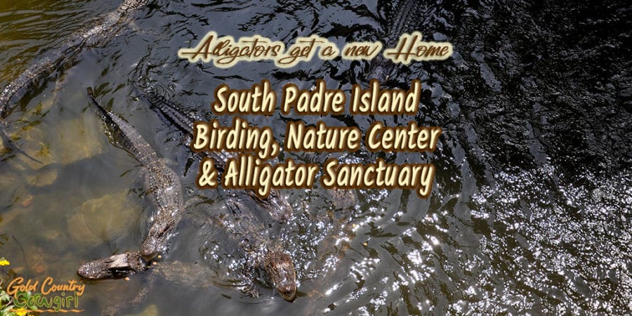 pond with alligators and text overlay: Alligators get a new home South Padre Island Birding, Nature Center & Alligator Sanctuary