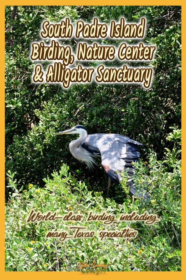 Great blue heron with text overlay: South Padre Island Birding, Nature Center & Alligator Sanctuary, World-class birding including many Texas specialties