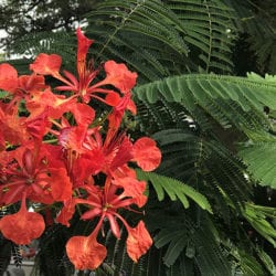 in English it is given the name royal poinciana, flamboyant, flame of the forest