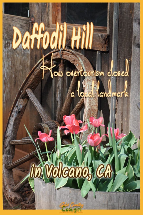 An old wagon wheel and a pot of daffodils with text overlay: Daffodil Hill, How overtourism closed a local landmark in Volcano, CA