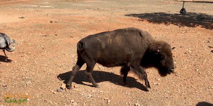 Young bison