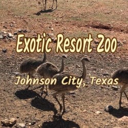 Exotic Resort Zoo -- Wildlife Safari Experience in Johnson City, Texas