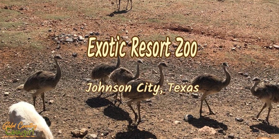 Flock of rheas with text overlay: Exotic Resort Zoo Johnson City, Texas