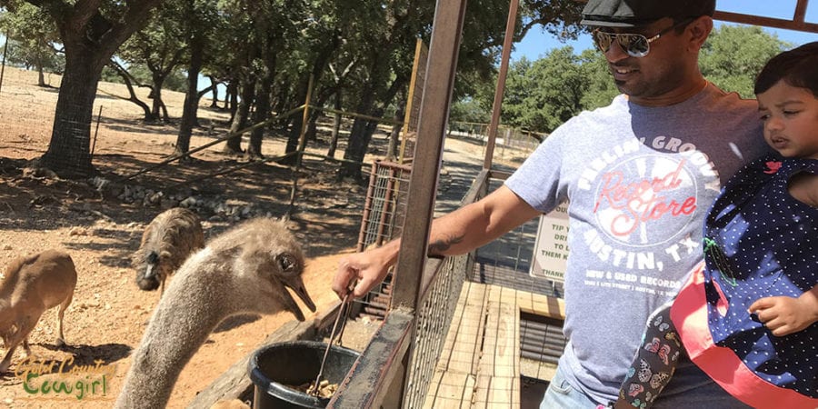 Man with young child feeding an ostrich from a bucket