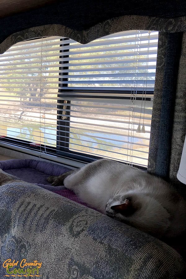 cat sleeping in front of window with view of pond at Apache Pass Downtown Texas RV Park