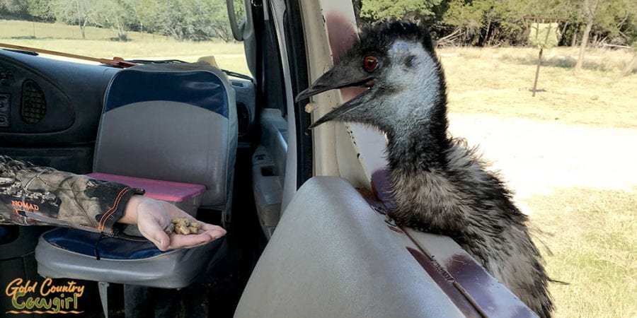 Feeding the emus at Fossil Rim Wildlife Center