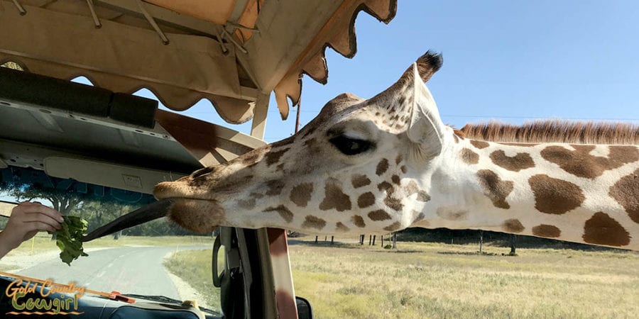 giraffe's tongue reaching for lettuce at Fossil Rim Wildlife Center