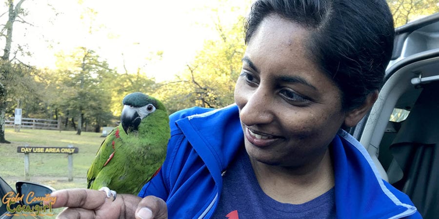 woman holding a parrot