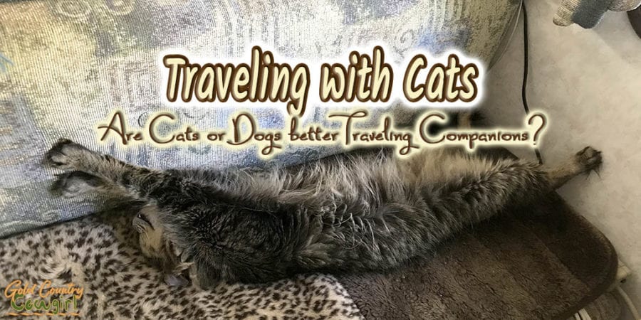 tabby cat laying on its back with text overlay: Traveling with Cats Are cats or dogs better traveling companions?