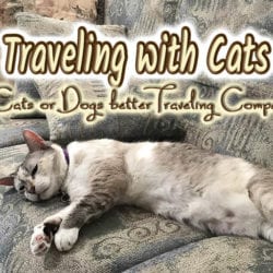 Traveling with Cats title graphic hTW