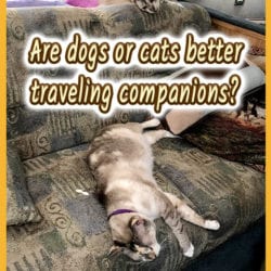Traveling with Cats title graphic v