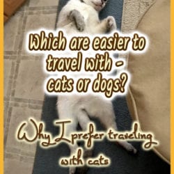 Traveling with Cats title graphic v2