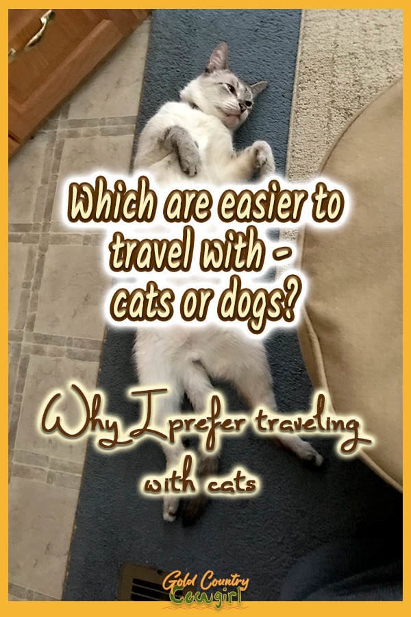 Siamese cat laying on its back with text overlay: Which are easier to travel with - cagts or dogs? Why I prefer traveling with cats