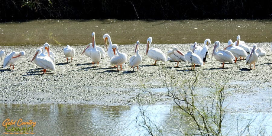 American white pelicans on high ground surrounded by water