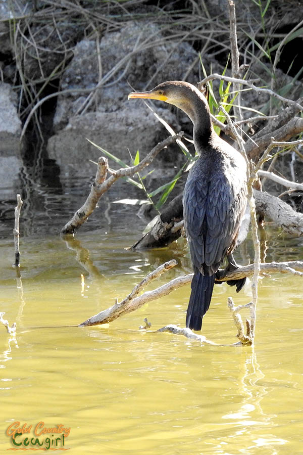 cormorant on a branch above the water