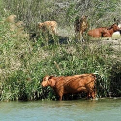 Cows on the river bank