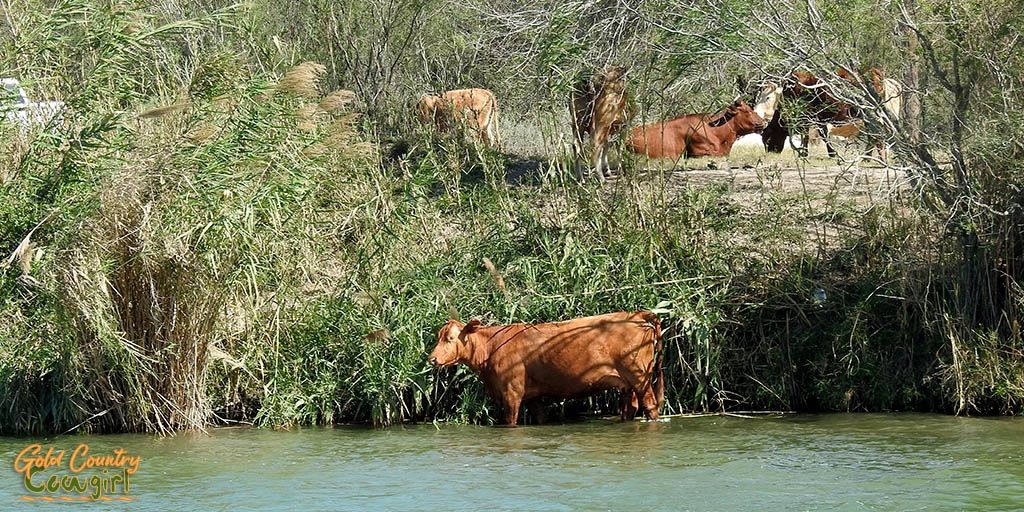 Cows on the river bank